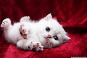 华体会-极速与绝杀，英格拉姆在F1引擎轰鸣中展现巨星光芒