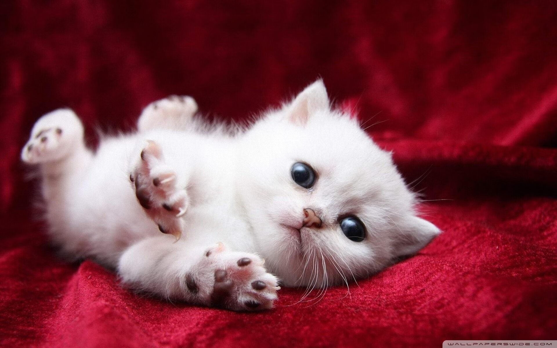 华体会-极速与绝杀，英格拉姆在F1引擎轰鸣中展现巨星光芒  第1张