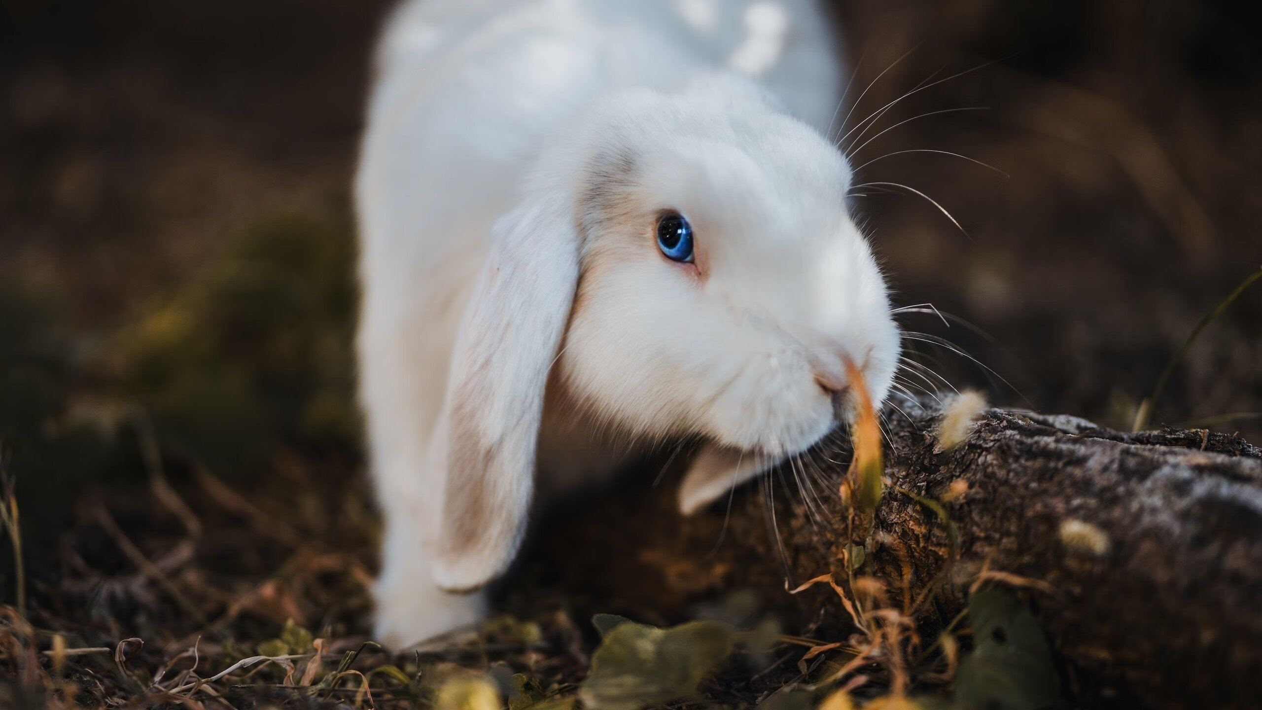 华体会-青年风暴对决末节惊魂，锡安21分导演末节逆转，深圳客场两连胜  第2张