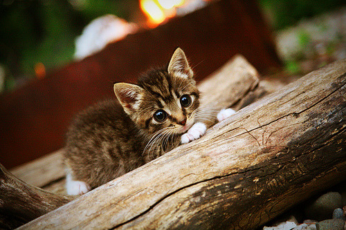 华体会app-冰川席卷制药厂,玻利维亚高原足球对工业足球的史诗级逆袭 第1张 华体会app-冰川席卷制药厂,玻利维亚高原足球对工业足球的史诗级逆袭 第1张